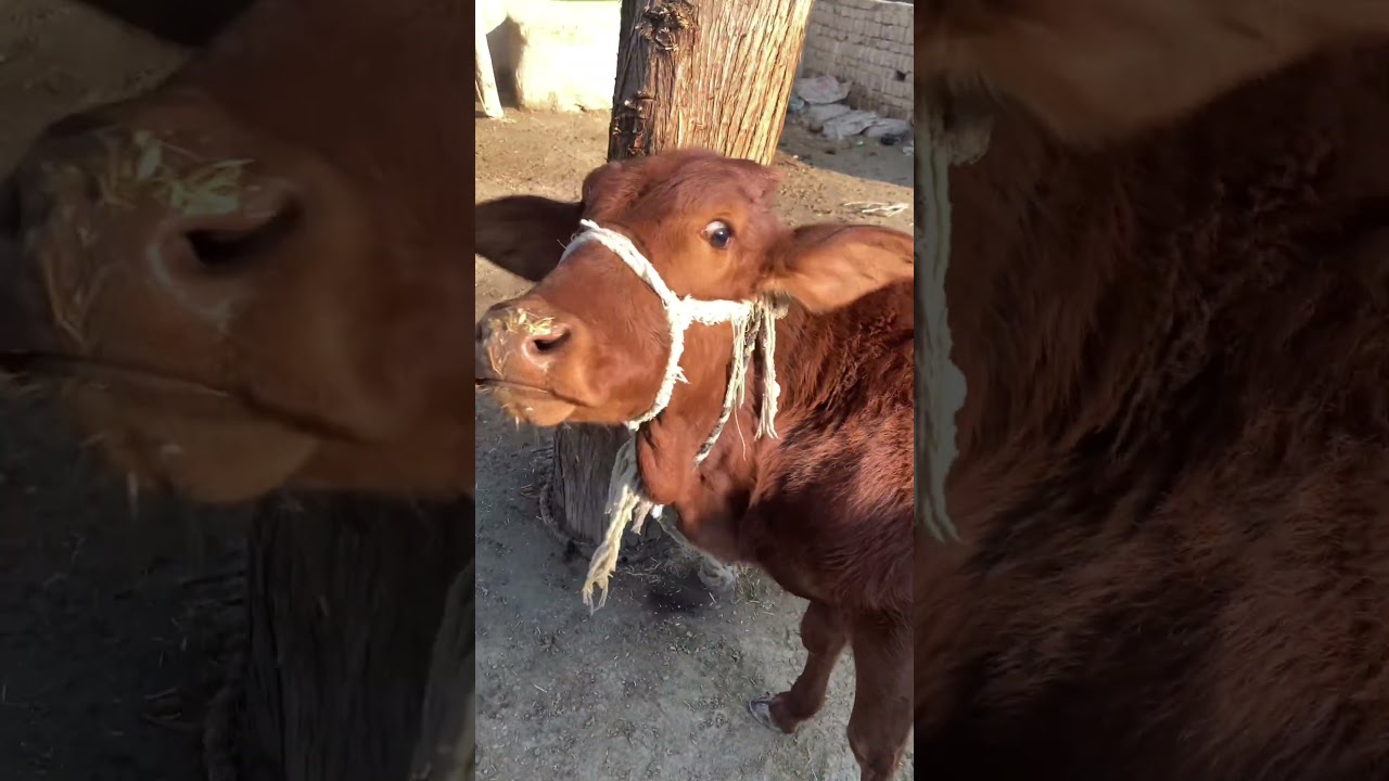 Cow baby videos-Animals video _fanny Animal Video 