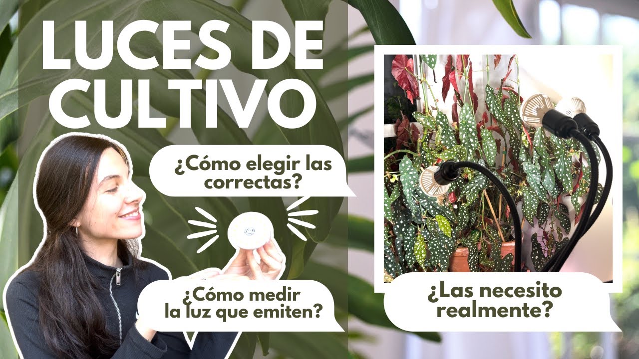 TODO lo que debes saber sobre las Luces de Cultivo 💡🪴