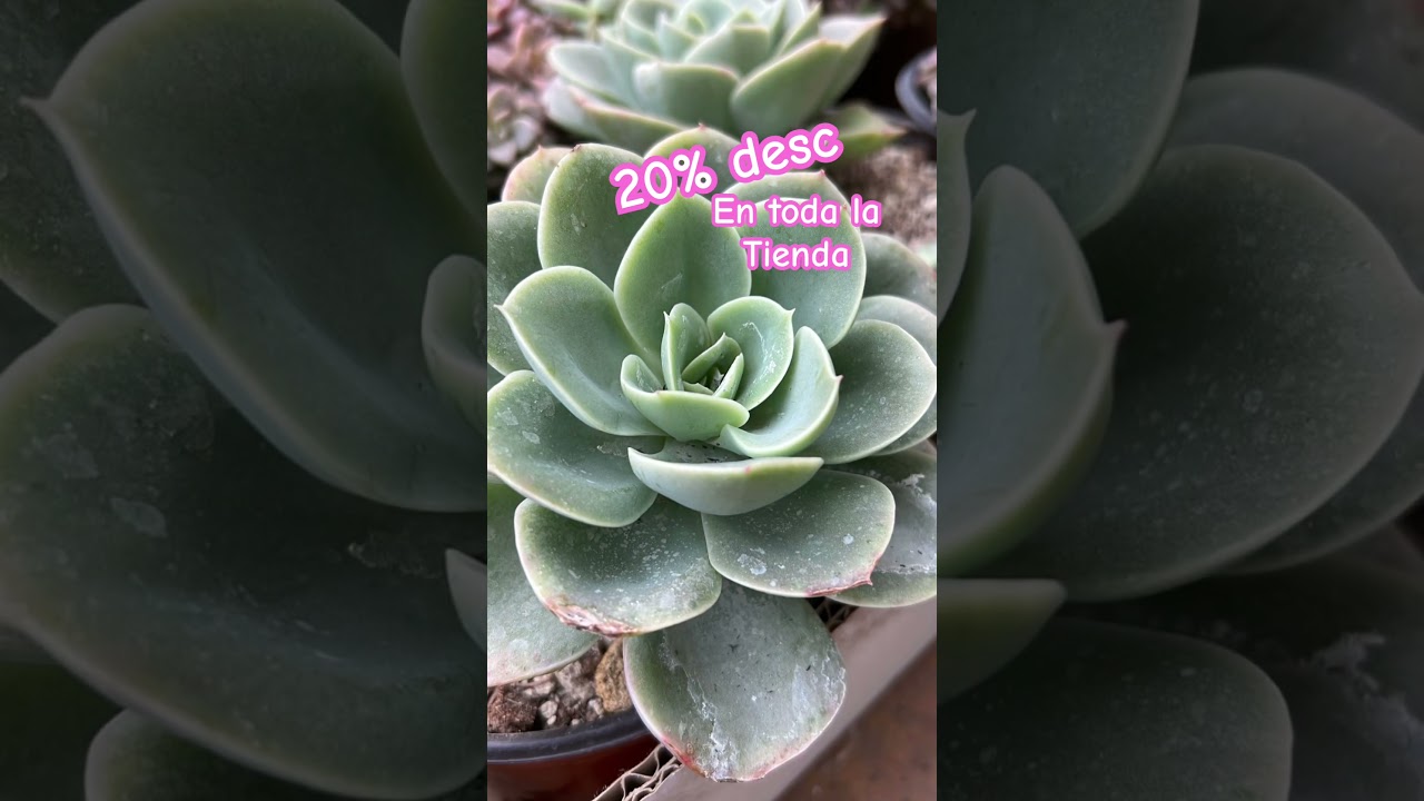 Compra suculentas de colecci&oacute;n con el 20% DESC www.veraniatorres.com FEB2024 #plantas #suculentas