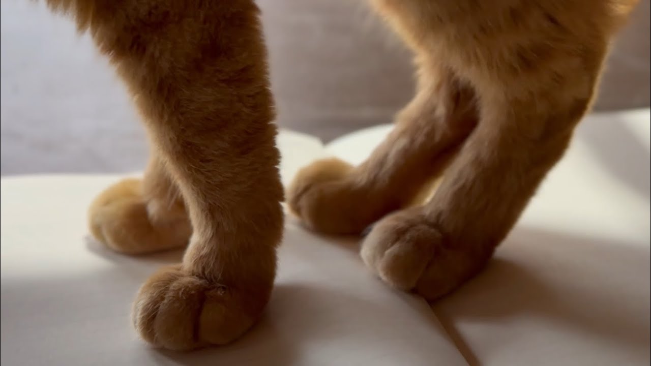 ノートを占領するくせに、聞き上手すぎる猫　The Cat Who Took Over My Notebook