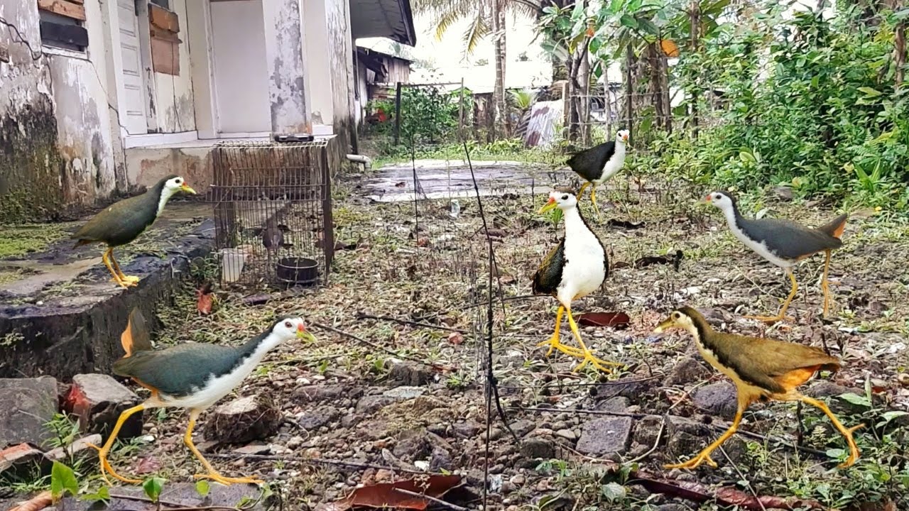 Excellent Bird Hunting Trap | Bird Hunting With Trap Cages | Amazing Bird Hunting Trap | Birds Story