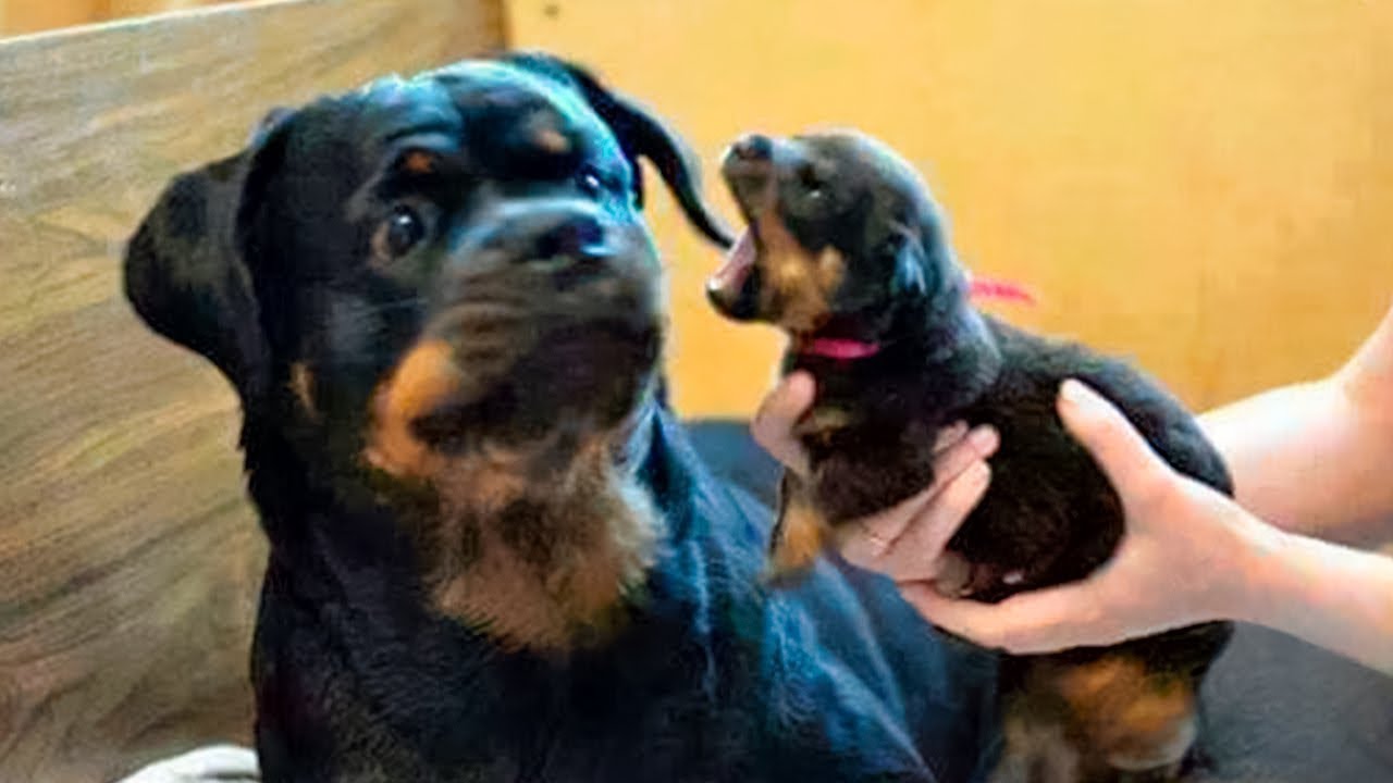 Animales Graciosos 🤣 Videos Divertidos De Perros y Gatos 2024