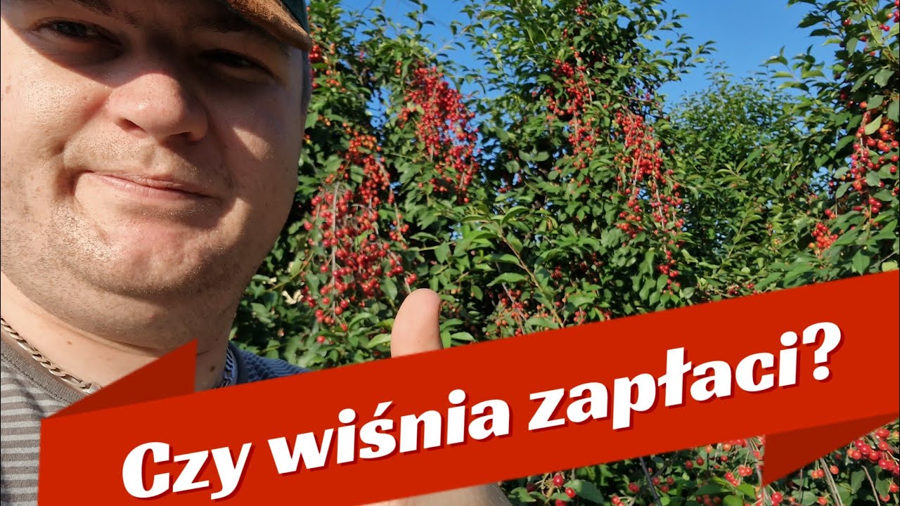 Niebawem zbiór Wisni! Czy poradziłem Sobie z Bawełnicą w sadzie?