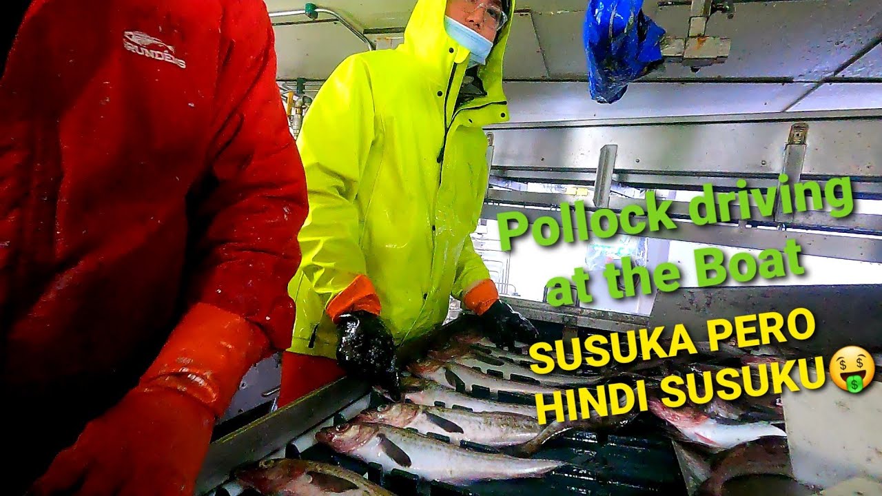 Pollock Driving at AMERICAN SEAFOODS.#(Northern eagle Boat)2023.