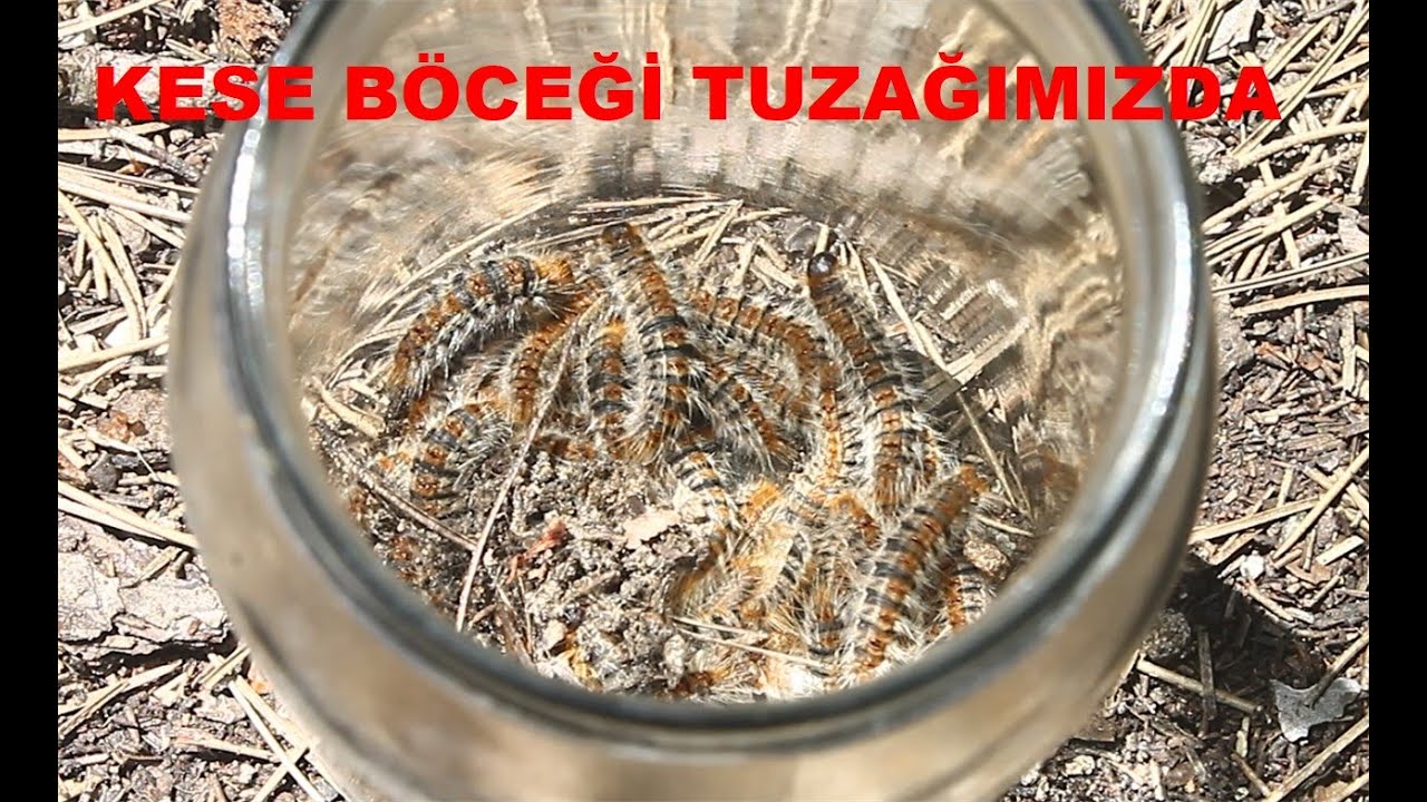 Çam Kese Böceği Tuzağımız Başarılı Oldu | Kırsalda Yaşam