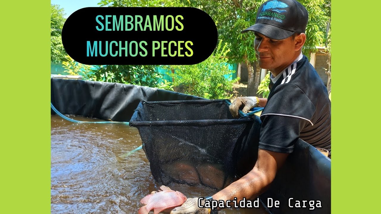 SEMBRAMOS MUCHOS PECES!!! (Capacidad de carga)