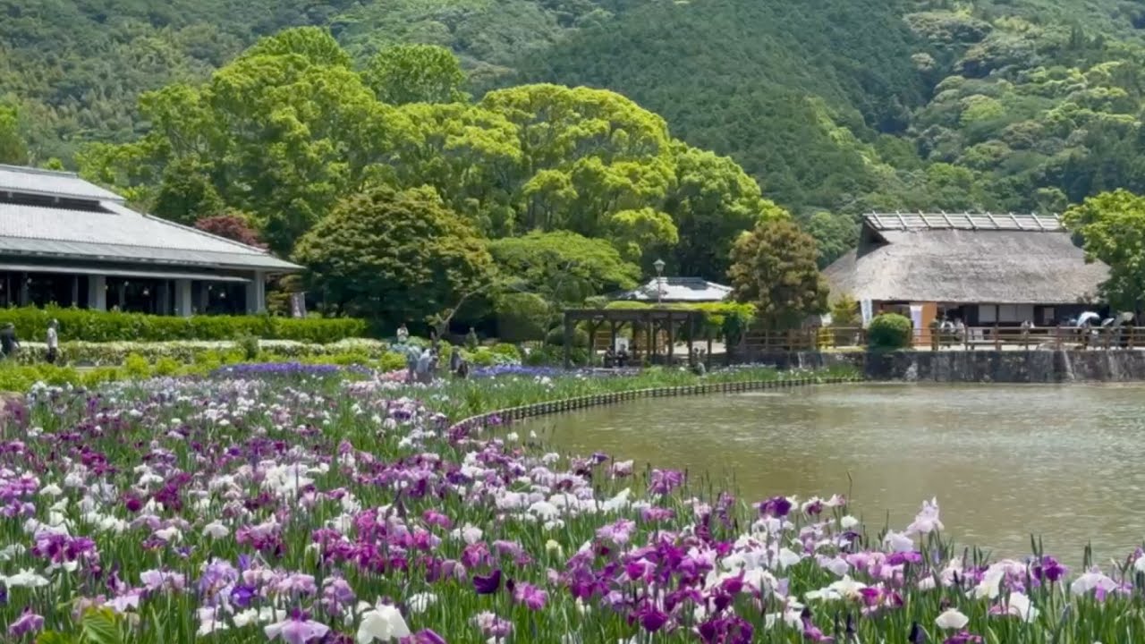 2025/05/31　花菖蒲五分咲き　日本庭園　南楽園　その３　〜愛媛県宇和島市〜
