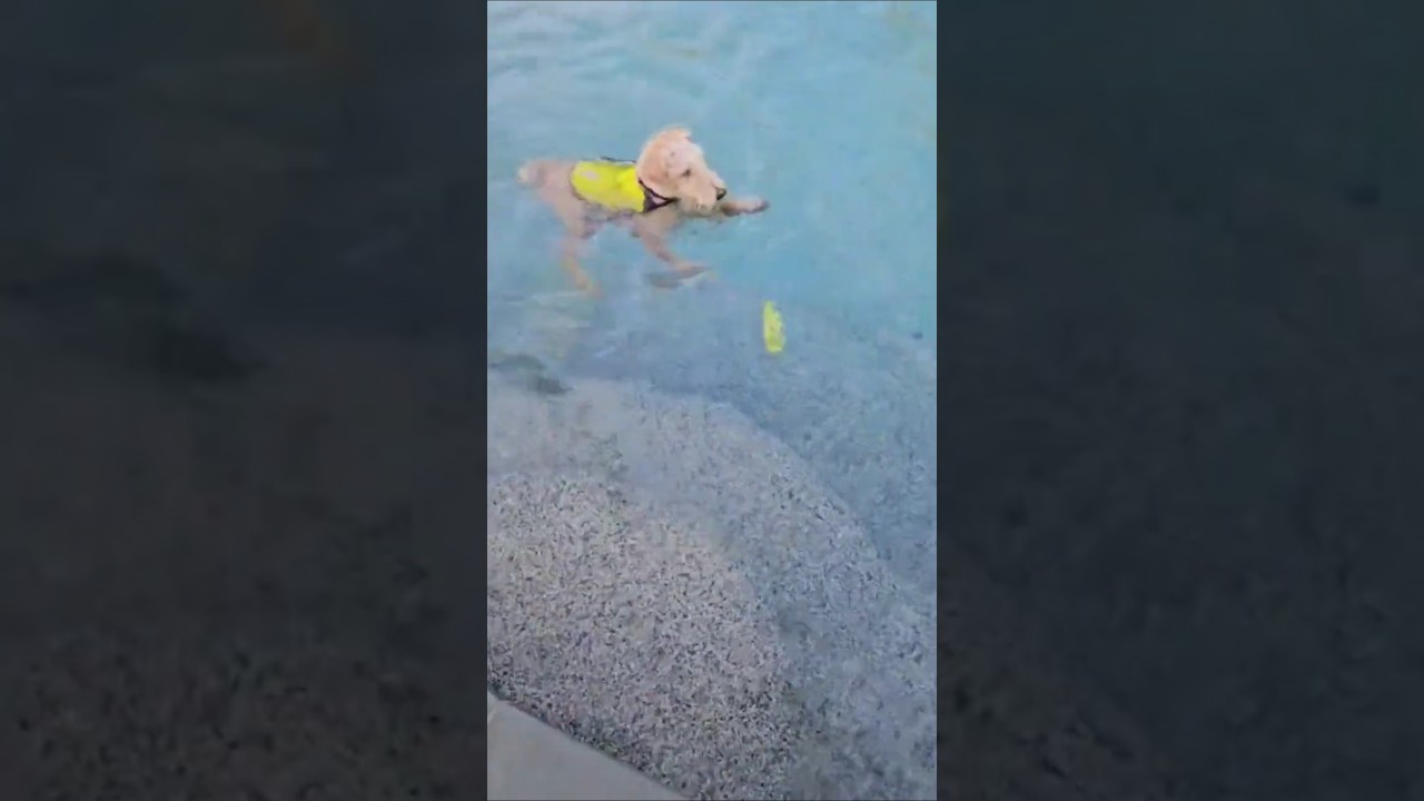 A video from last summer. Westley would not get out of the pool. #puppy #dogs #pool