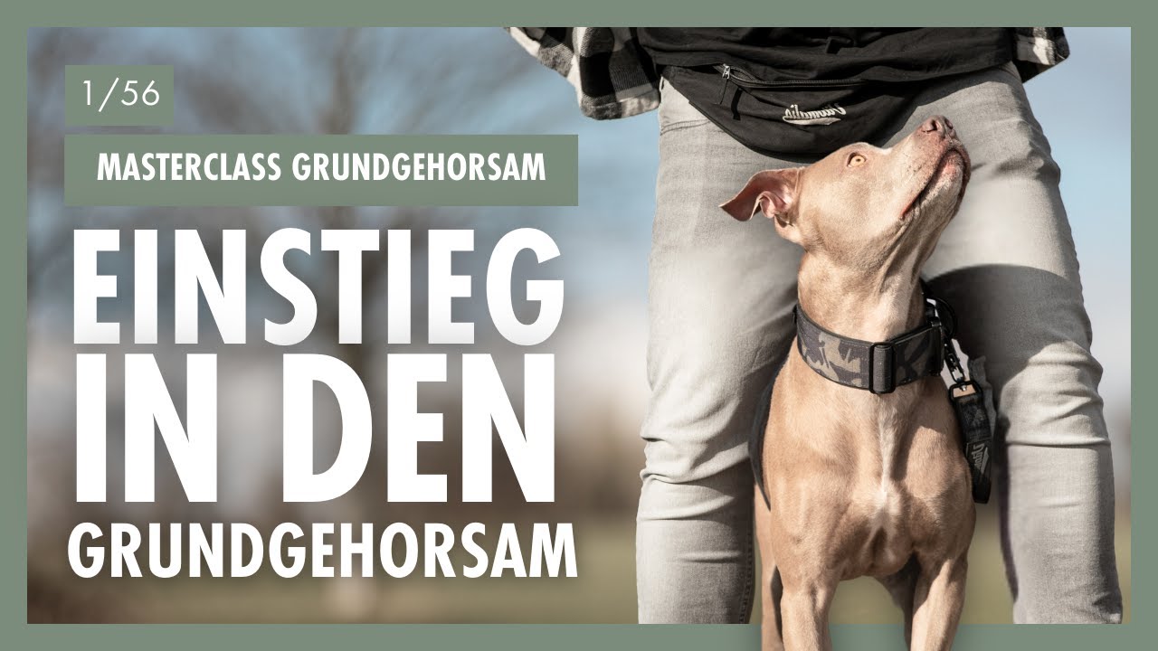 Einführung In Den GRUNDGEHORSAM Für Deinen Hund | Die Basis Für Ein Harmonisches Miteinander – Tag 1