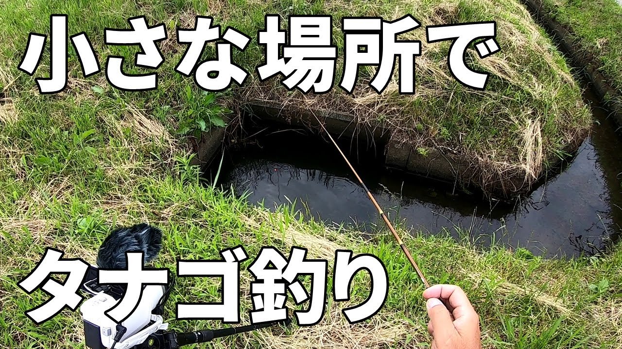 小さな場所から宝石のようなタナゴを釣れ！ 【夏のタナゴ釣り】Japanese micro  (TANAGO) fishing in the summer of 2020.
