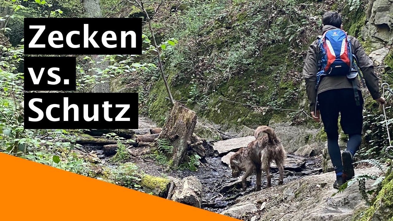 Wie schnell übertragen Zecken Krankheiten? | Der Tierarzt