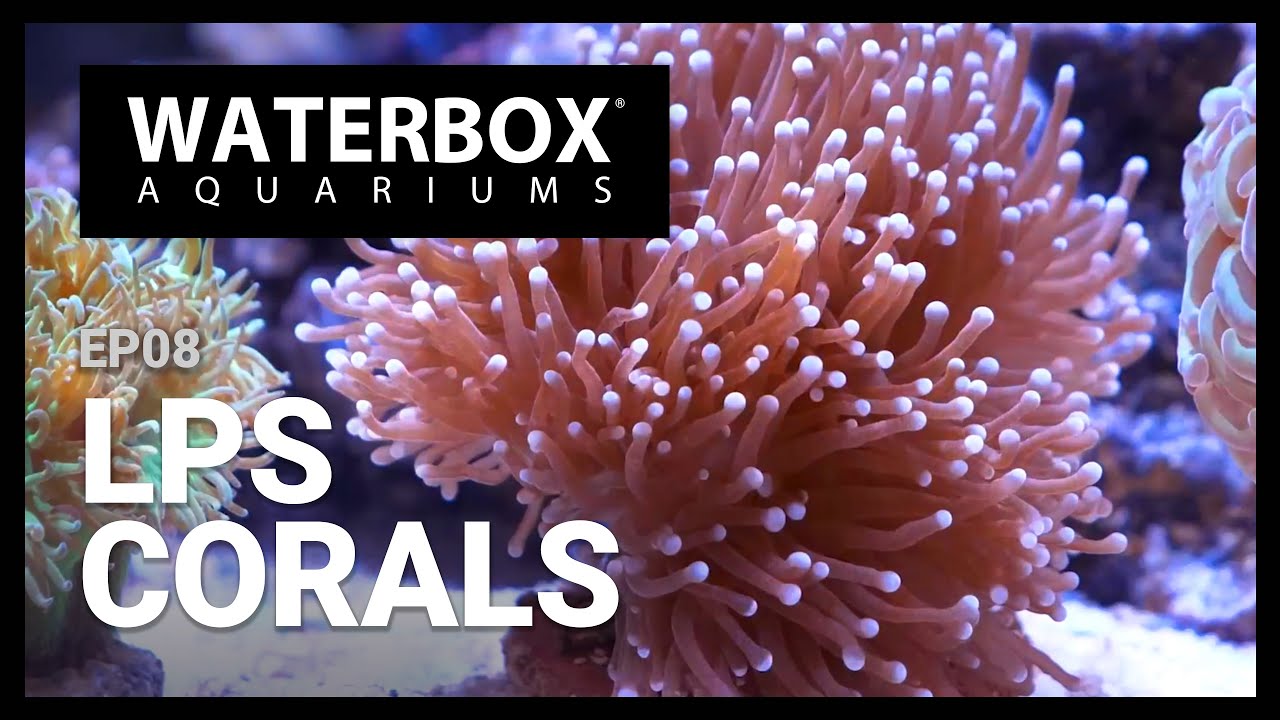 EP 8:  Adding LPS Corals for Easy Nano Reefing | How to setup a 20 Gallon Nano Reef Aquarium