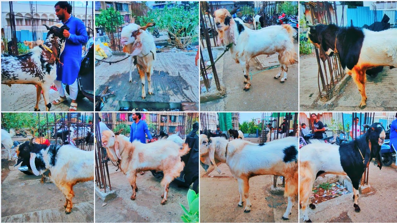 Umar Bhai Ne Lagaye Kota Ka Mela Andheri Dongar Pay | Bombay Bakrebaaz Entertainment