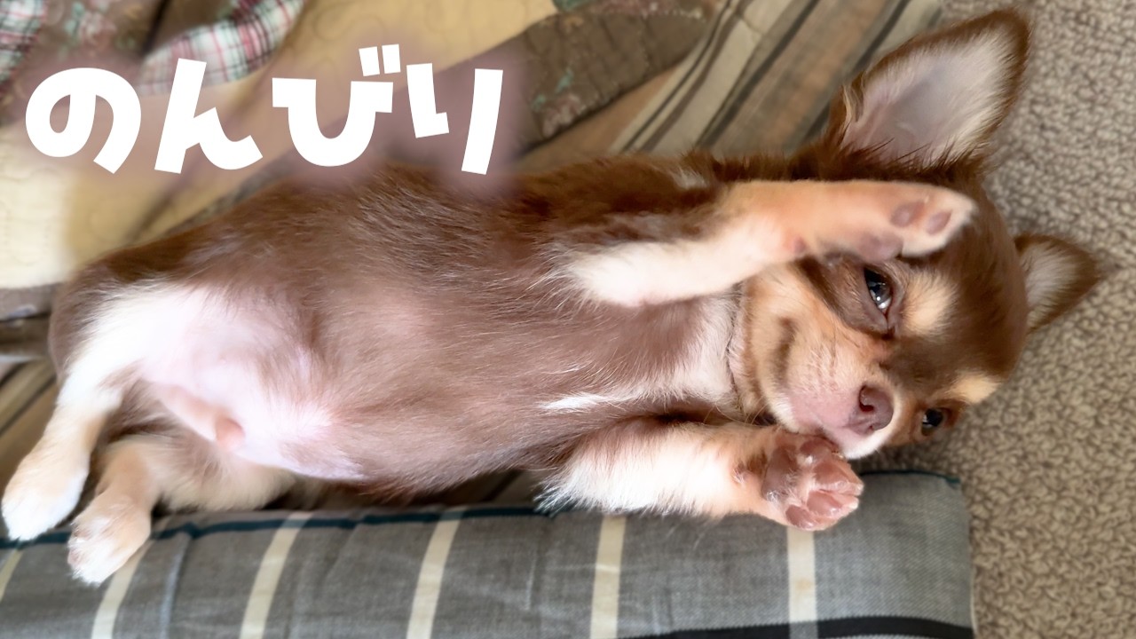チワワの赤ちゃんと実家に帰省したよ【子犬多頭飼育】