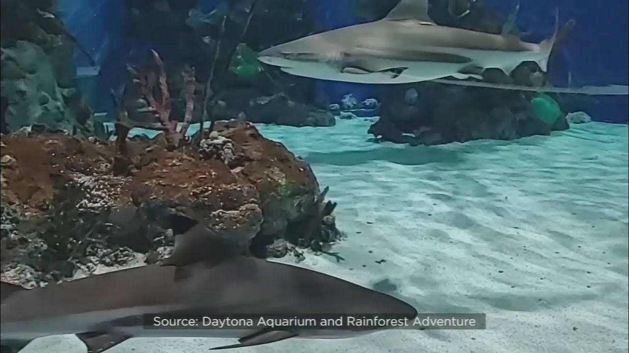 VIDEO: Massive aquarium to soon replace former Daytona Mall