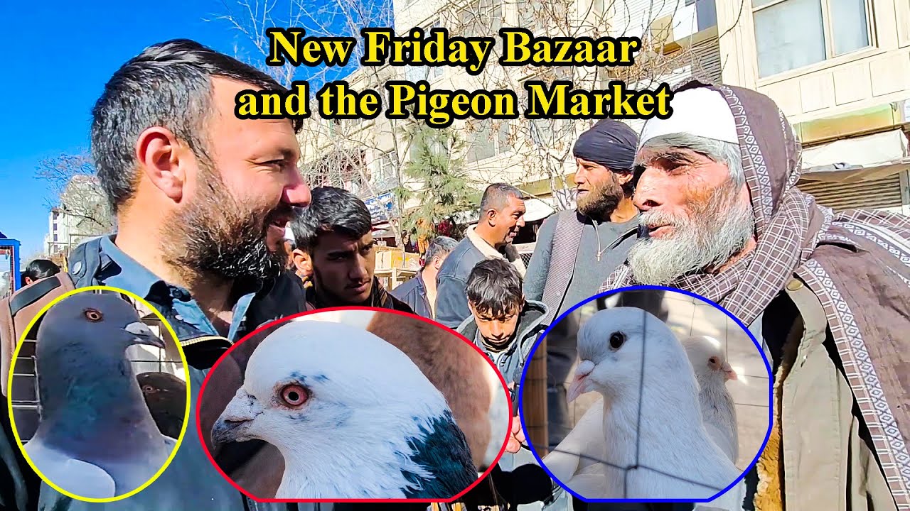 Friday Pigeon Bazaar & Exclusive Interviews. جمعه بازار کفتر فروشی و مصاحبه های خاص