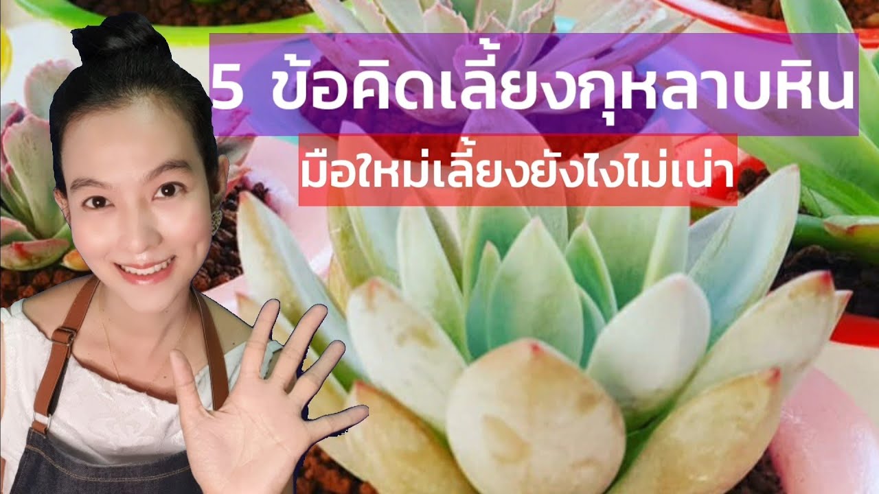 5 ข้อคิดเลี้ยงกุหลาบหิน(Echeveria)มือใหม่เลี้ยงยังไงไม่เน่า