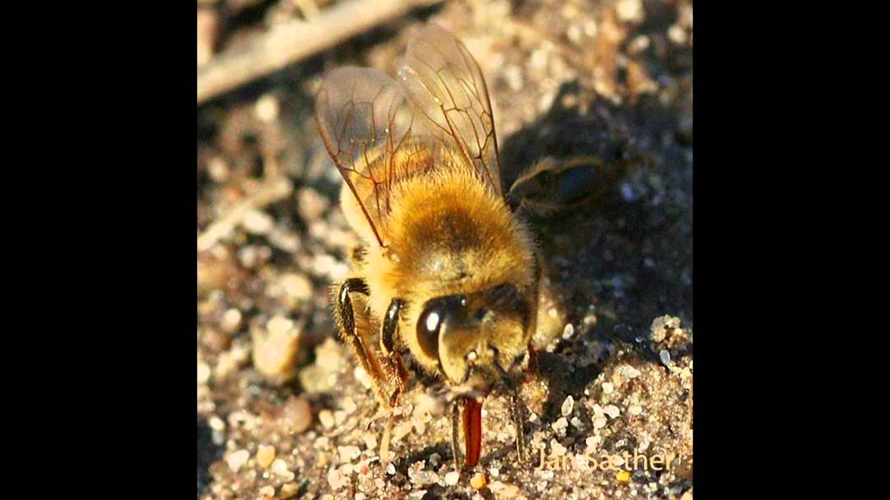 The Honey Bee Temperature