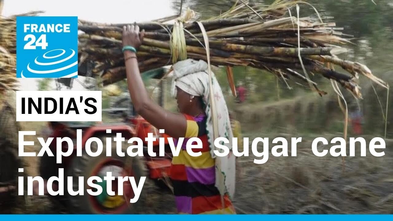 India's sugar cane industry prioritises profits over workers' welfare &bull; FRANCE 24 English