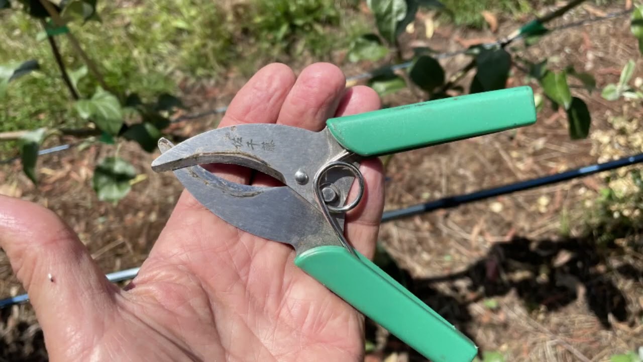 Narrow Orchard Systems Batlow Mid Summer 2025 Update