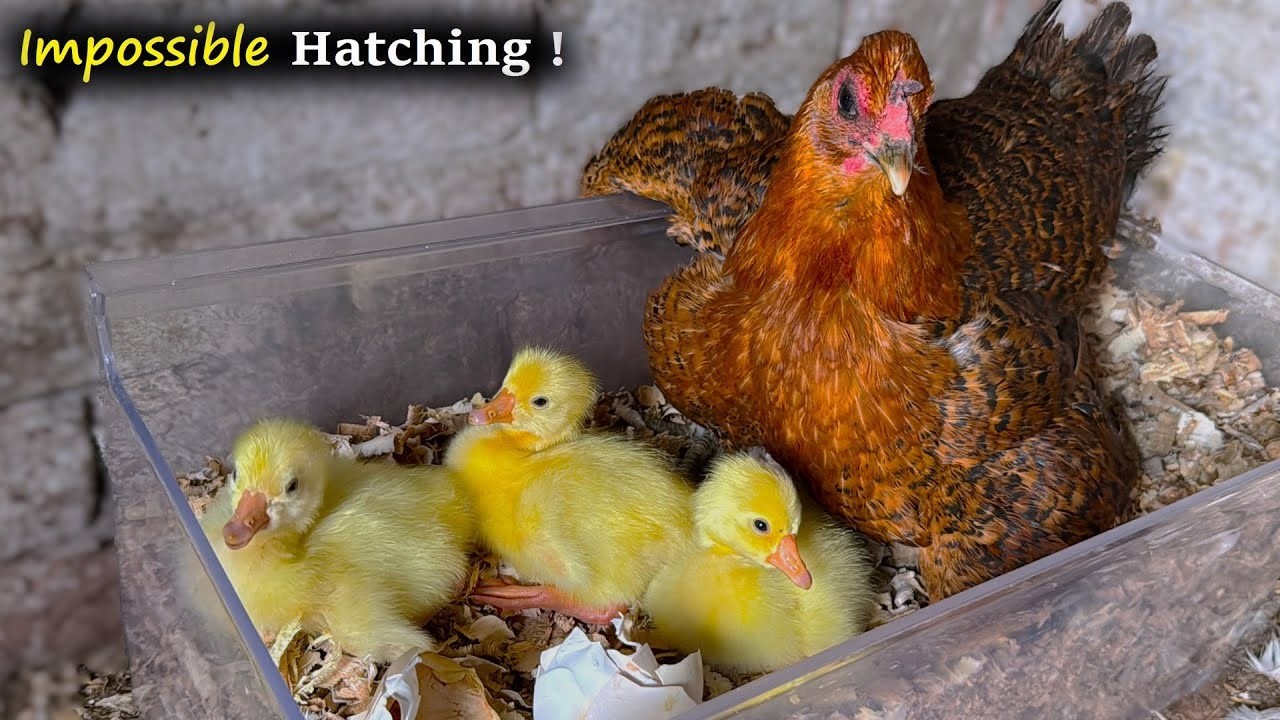 Broody Hen Hatches Baby Geese Instead of Chicks - Amazing egg hatching