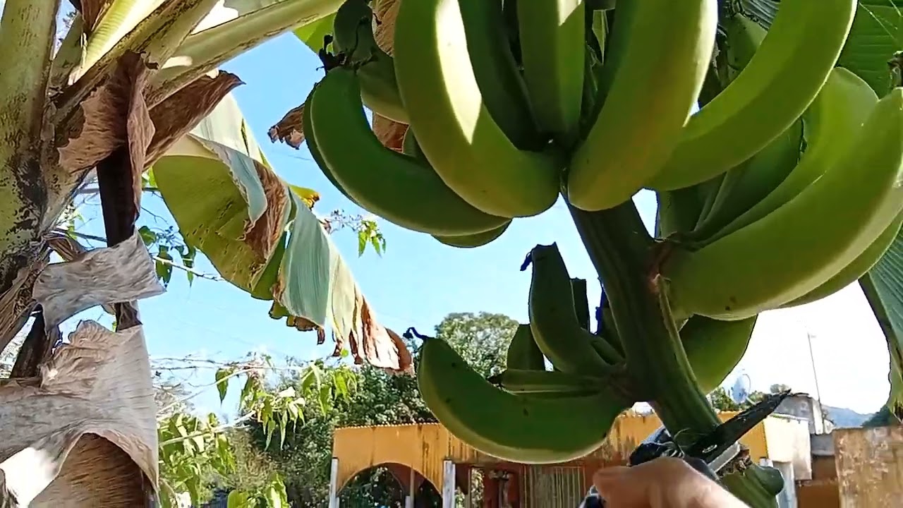 Cortando la flor del platano de guineo 🍌 🍌. para que los plátanos crezcan grandes!!!!