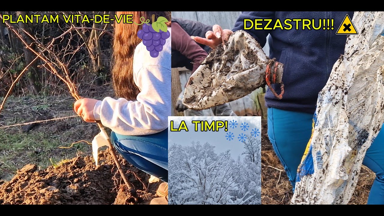 Jurnalul A&A ep.5| Surprize neplacute la frezat🚜Am curatat terenul si am plantat zmeura si vita