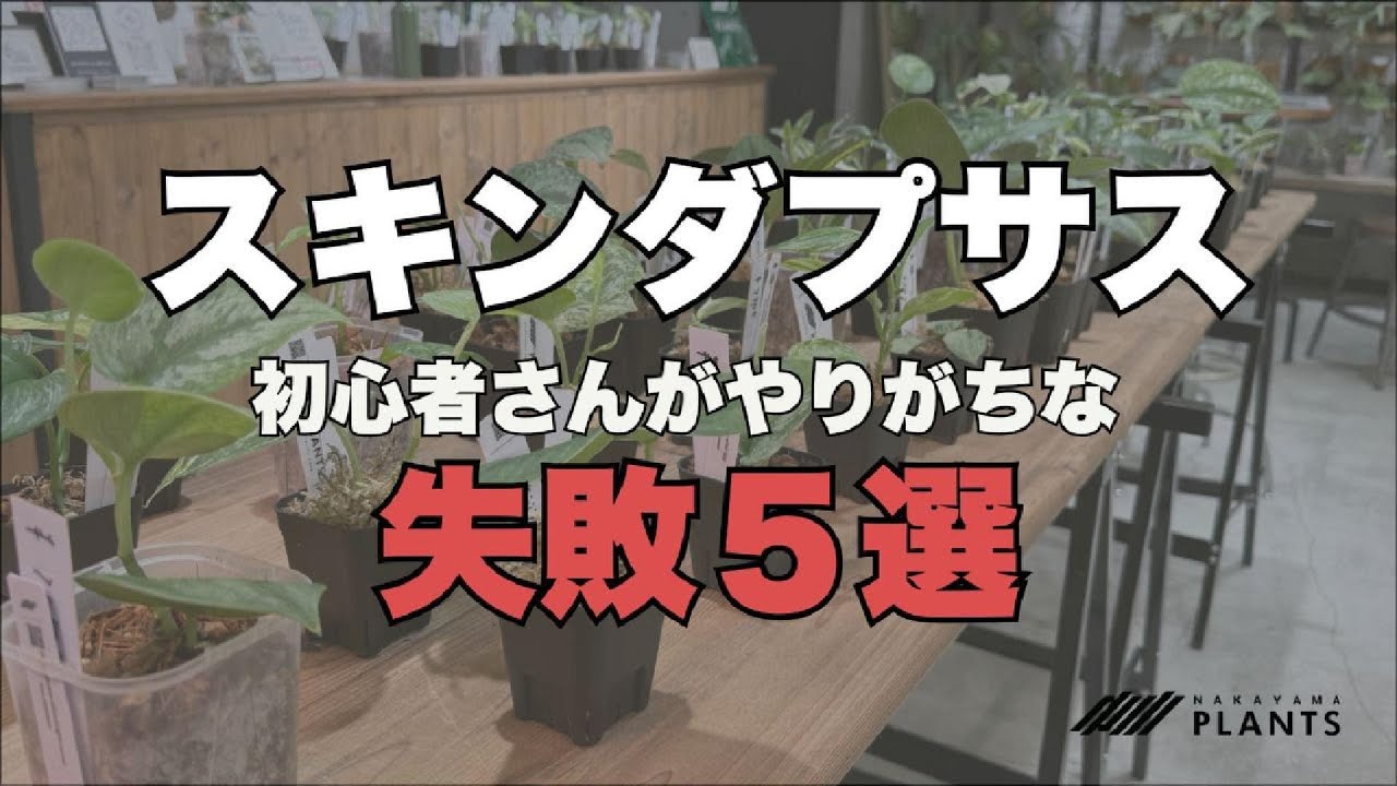 【スキンダプサス初心者がやりがちな失敗５選！】あるある集めてみました