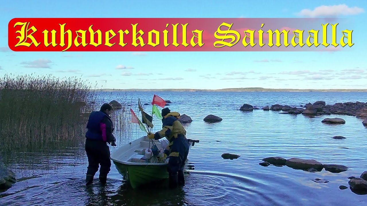 Sisko ja sen veli Saimaalla 19.10.2025 Kuhaverkoilla