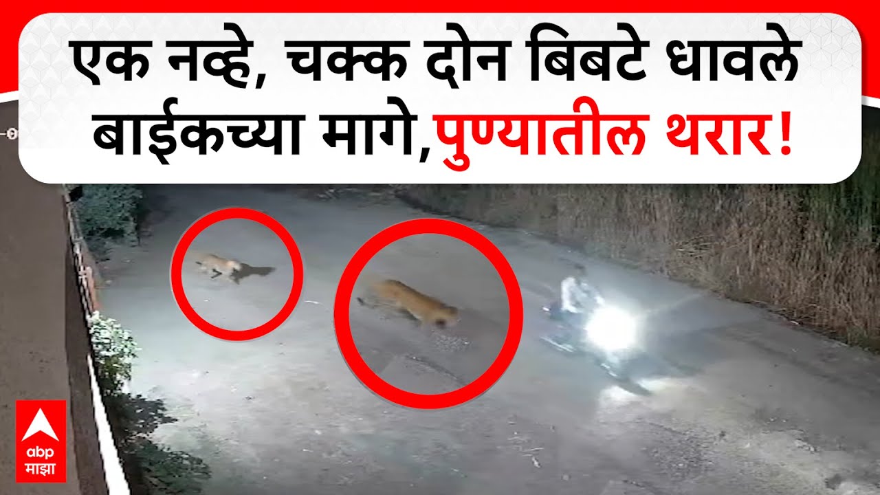 Pune Leopard Run Behind Bike : एक नव्हे, चक्क दोन बिबटे धावले बाईकच्या मागे,पुण्यातील थरार!