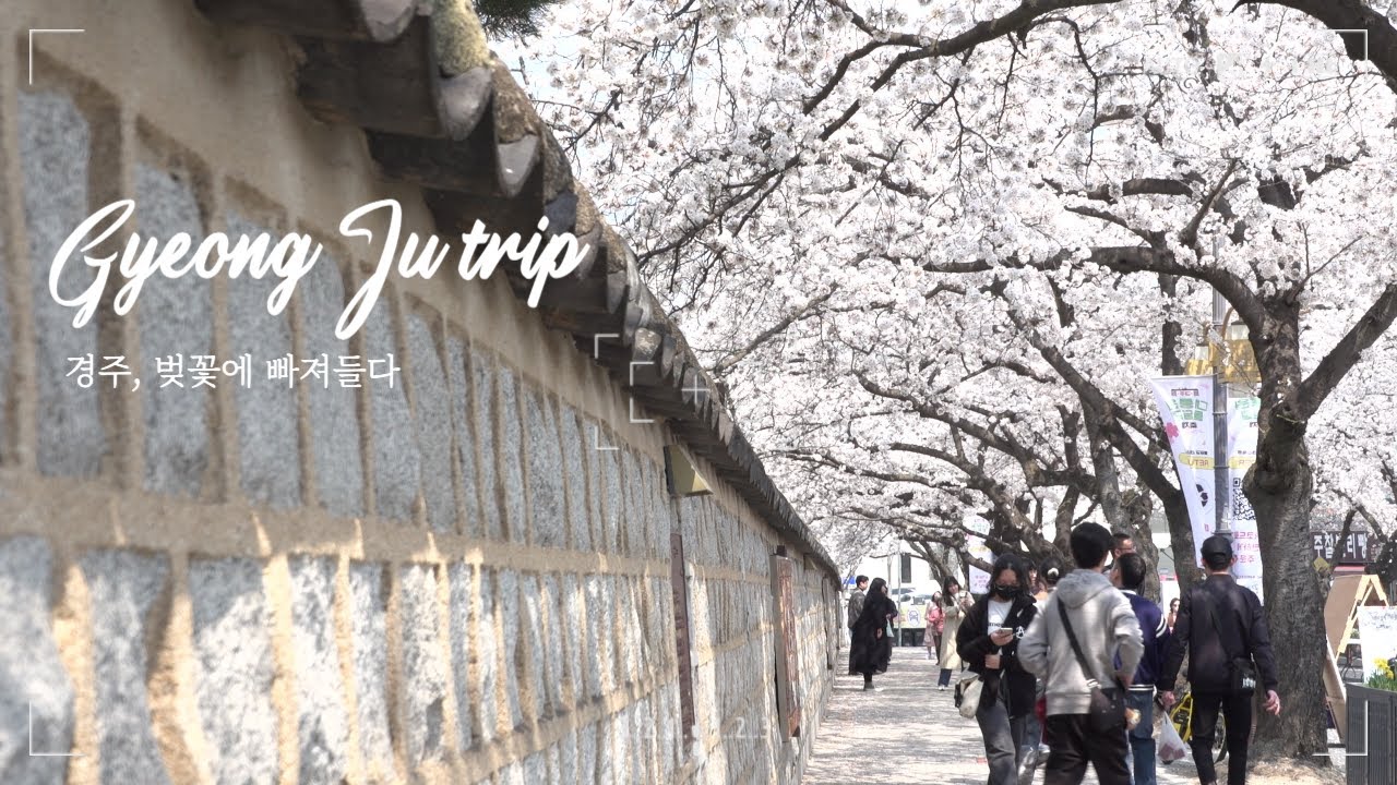 경주 벚꽃의 화려함에 빠져들다 #경주시 #벚꽃 #봄