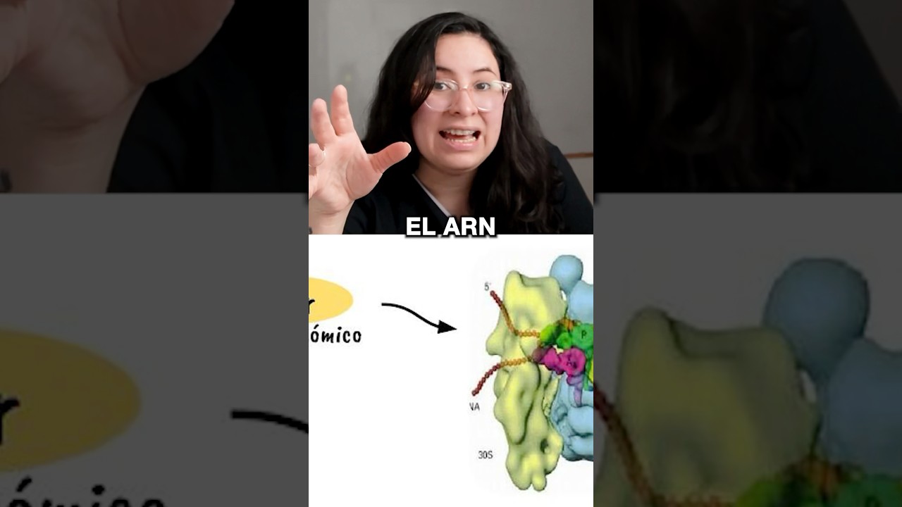 TIPOS DE ARN #ubaxxi #uba #cbc #biologia #biolyl_ #institutobiolyl #ARNm