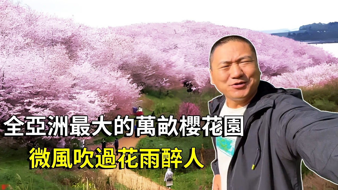 走進全亞洲最大的萬畝櫻花園，微風吹過花雨醉人，太適合春天的浪漫邂逅【大海去旅行】