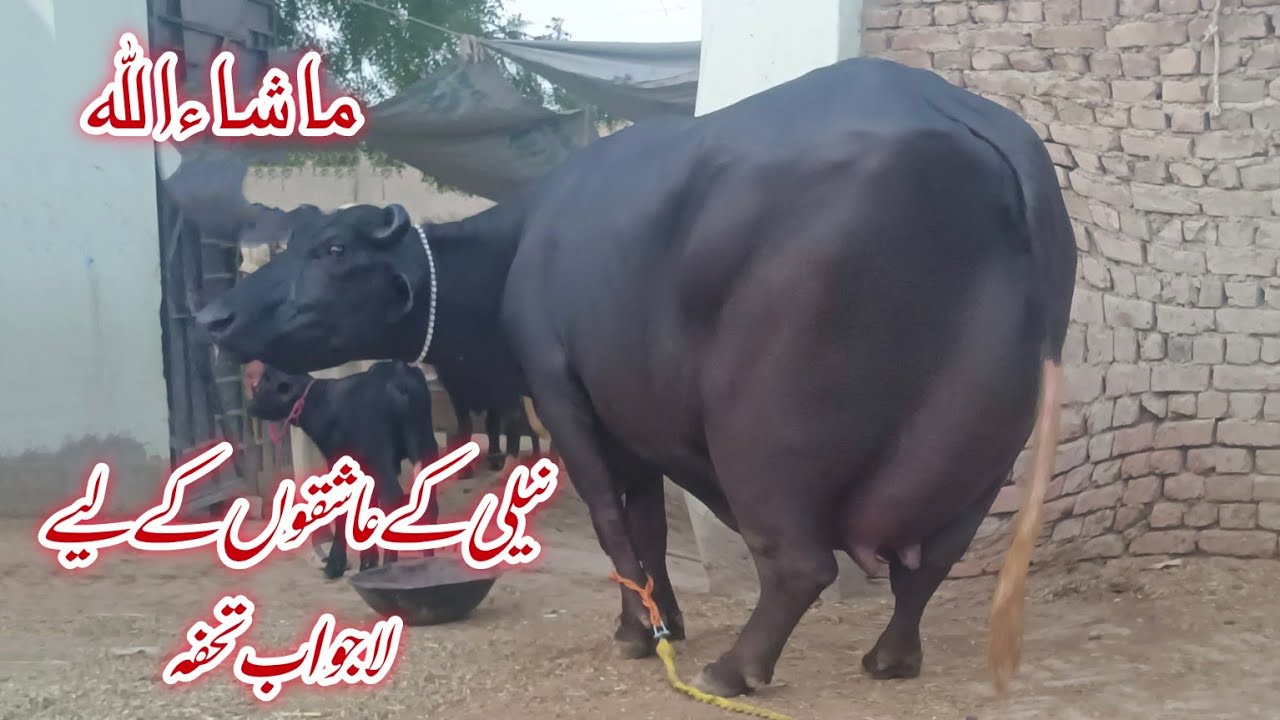 Pure nili Ravi Buffalo's for sale in Punjab Pakistan on YouTube 14 June 2026
