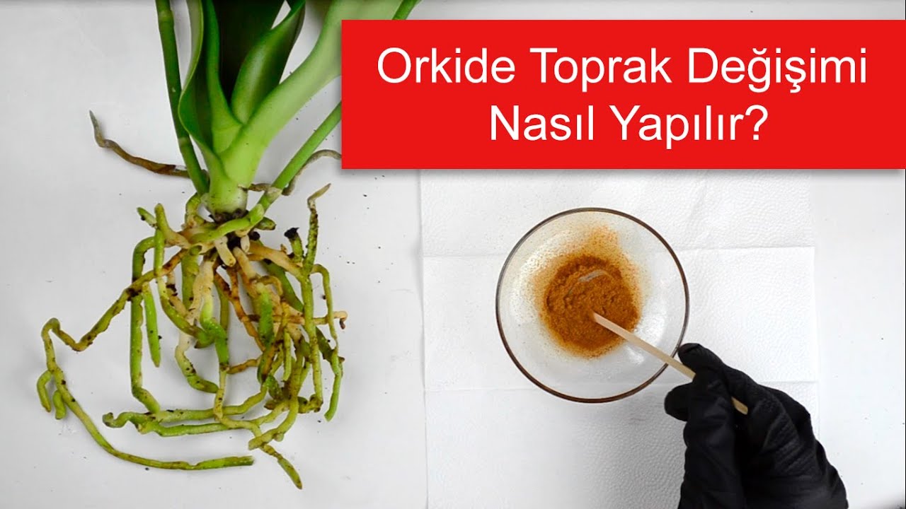 Orkide Saksı Değişimi Nasıl Yapılır? Ne Zaman Yapılmalı? | Orkide Toprak Değişimi Rehberi