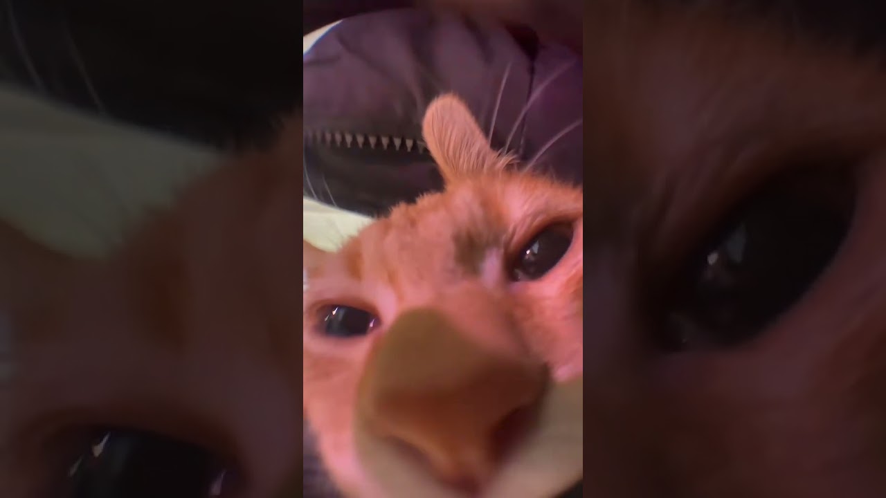 Awoo Gadający Kot 1
