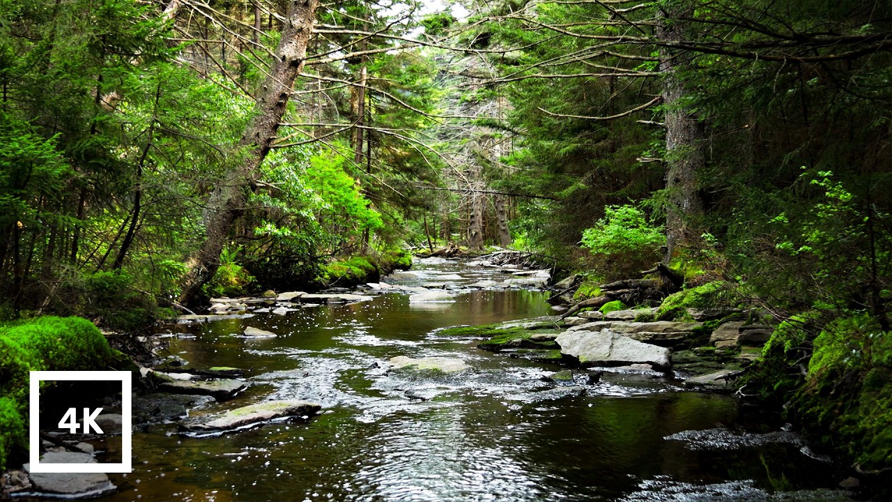 4K Spring Forest Creek &ndash; Appalachian Mountains, West Virginia | Nature Sounds for Relaxation & Sleep