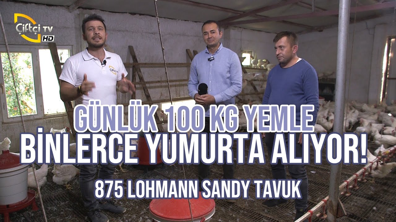 Lohmann Sandy (Günlük 100 Kg Yemle Binlerce Yumurta Alıyor!) - Kanatlı Alemi
