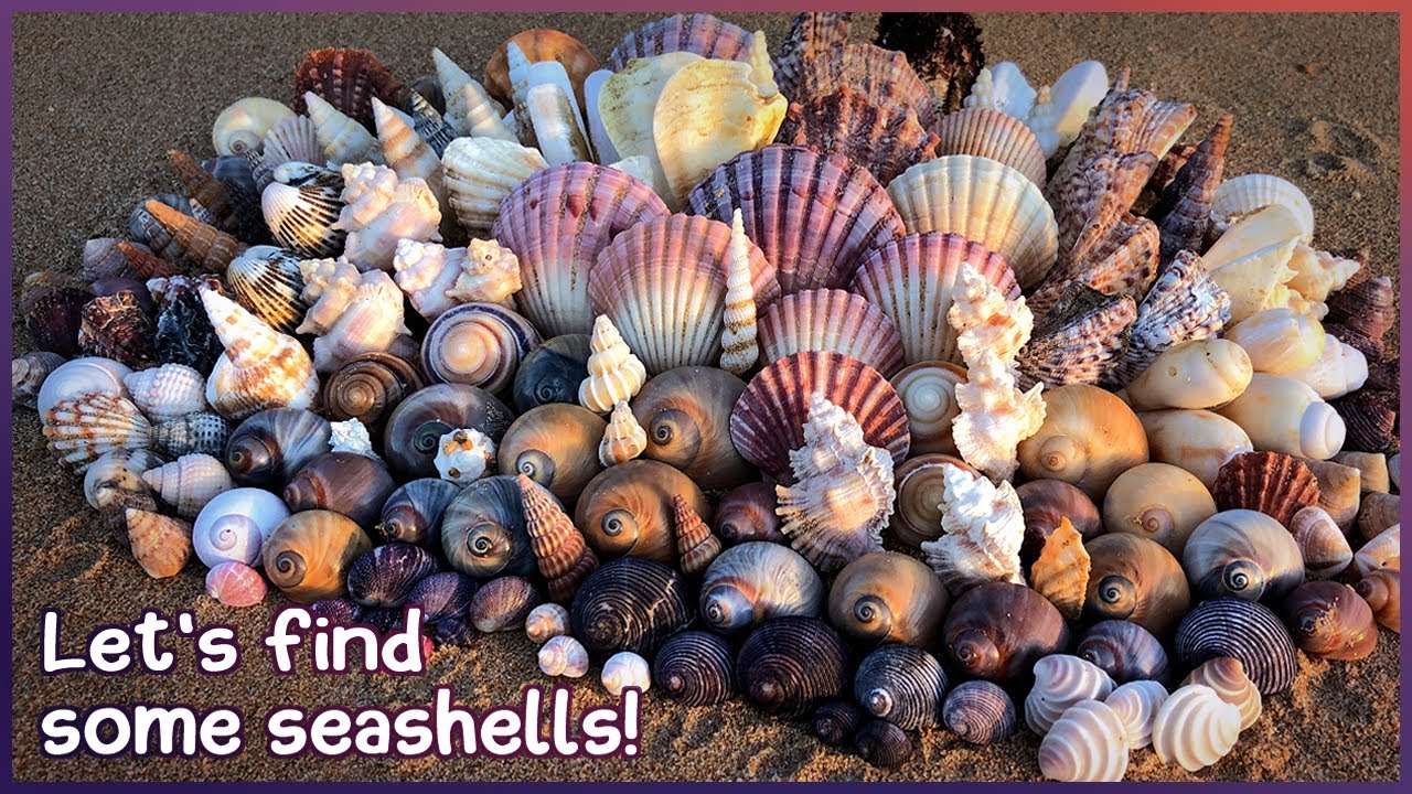 Finding Seashells on the Mud Flats | Massive Haul before Sunset #shelling #shell
