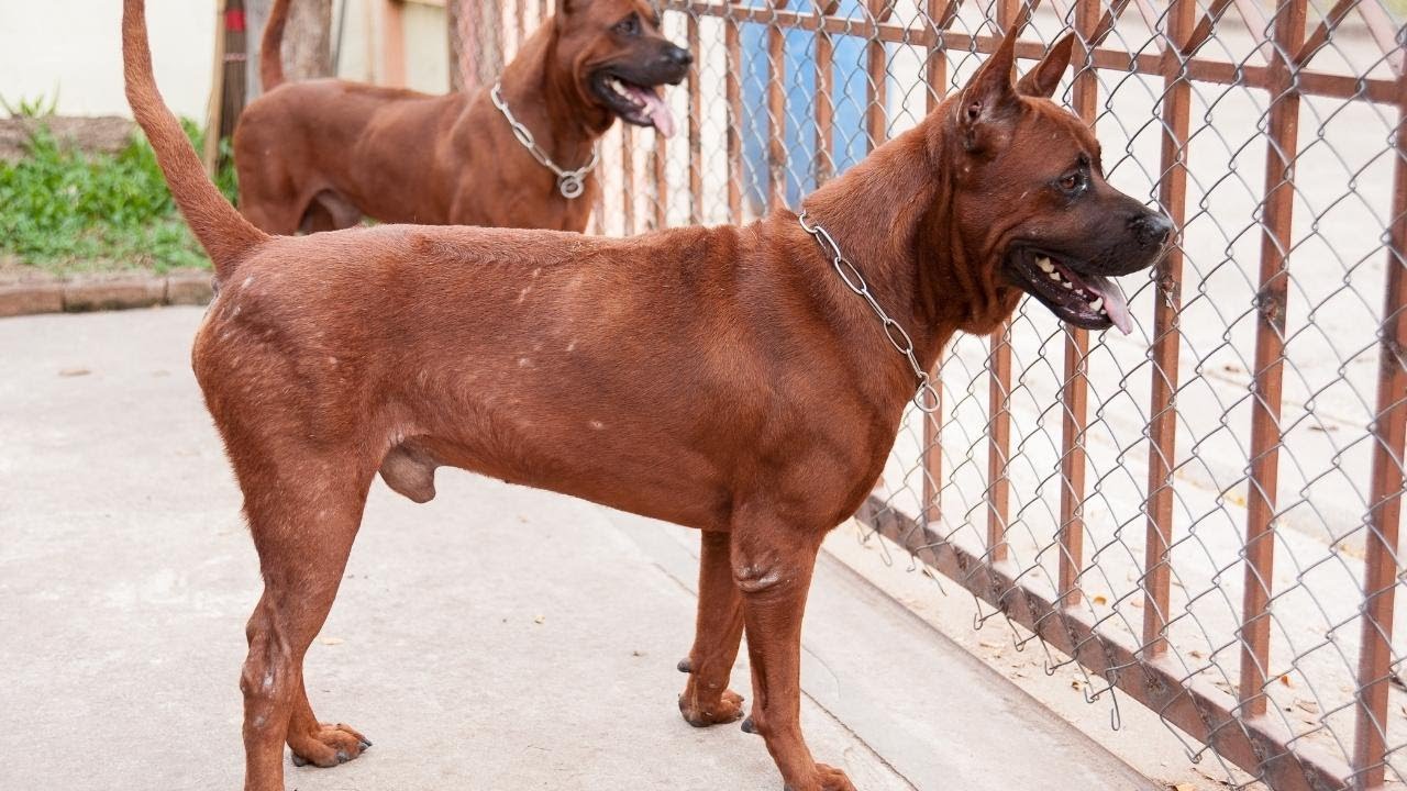 Top 10 Asian Breed Dogs That Make For The Best Fluffy Friends