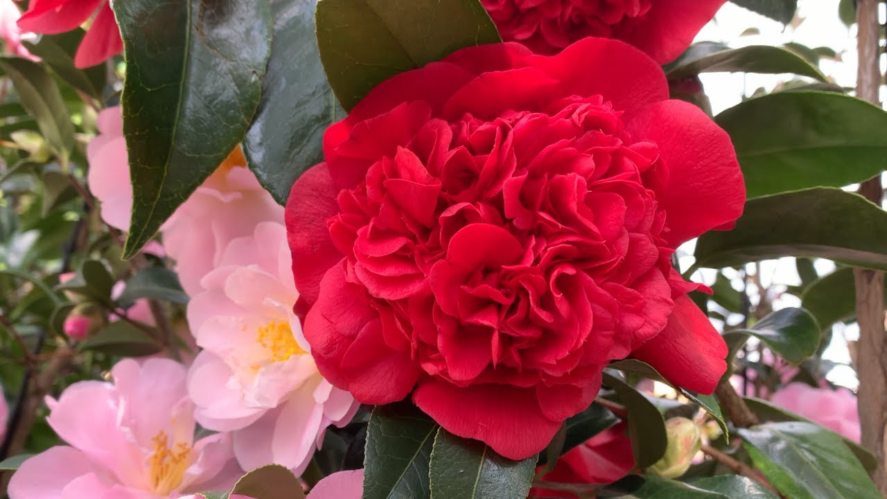The Most Beautiful Camellia Flowers