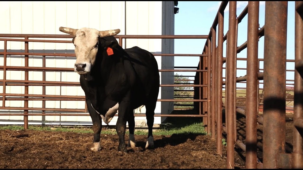 RidePass: Buckin' With The Best