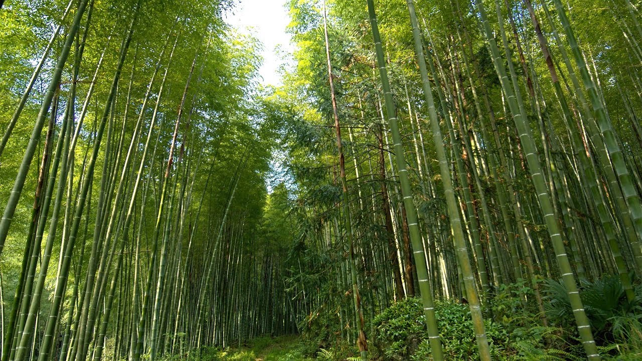 CGTN Nature: Wuyi Mountains Series | Episode 8: A Sea of Bamboo