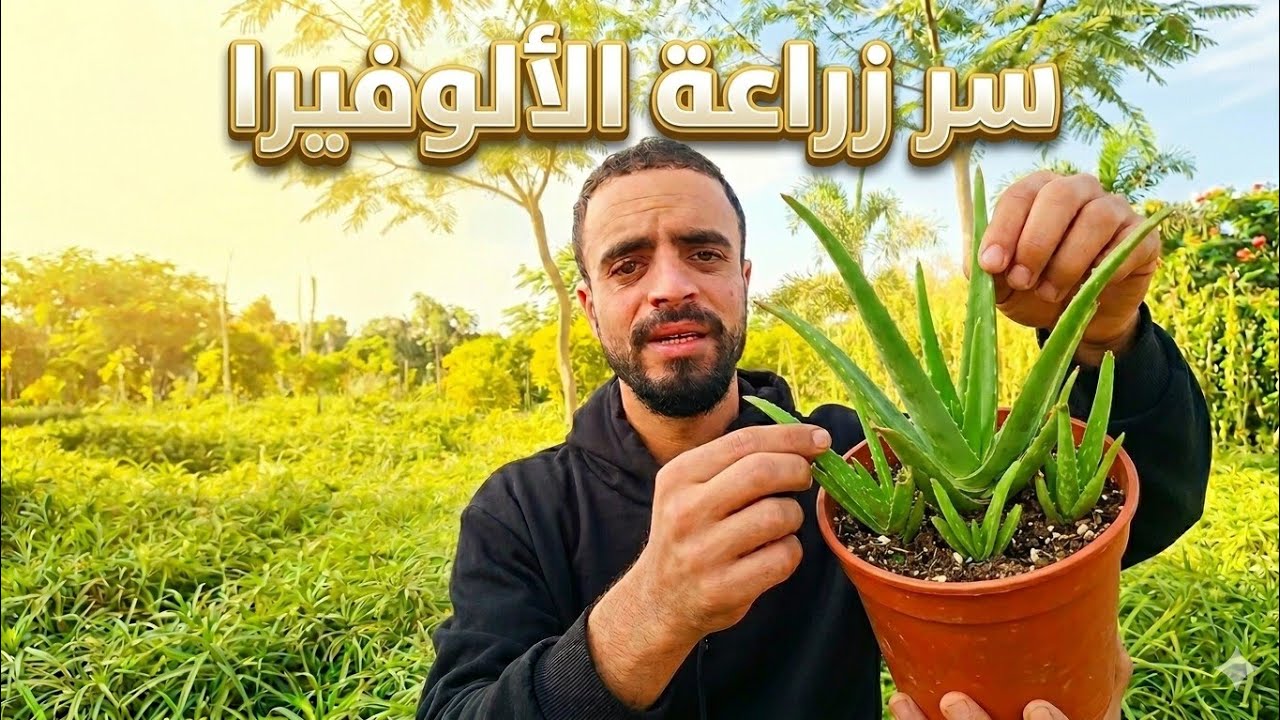 اسرع واسهل طريقة لزراعة نبات الالوفيرا 👉👉