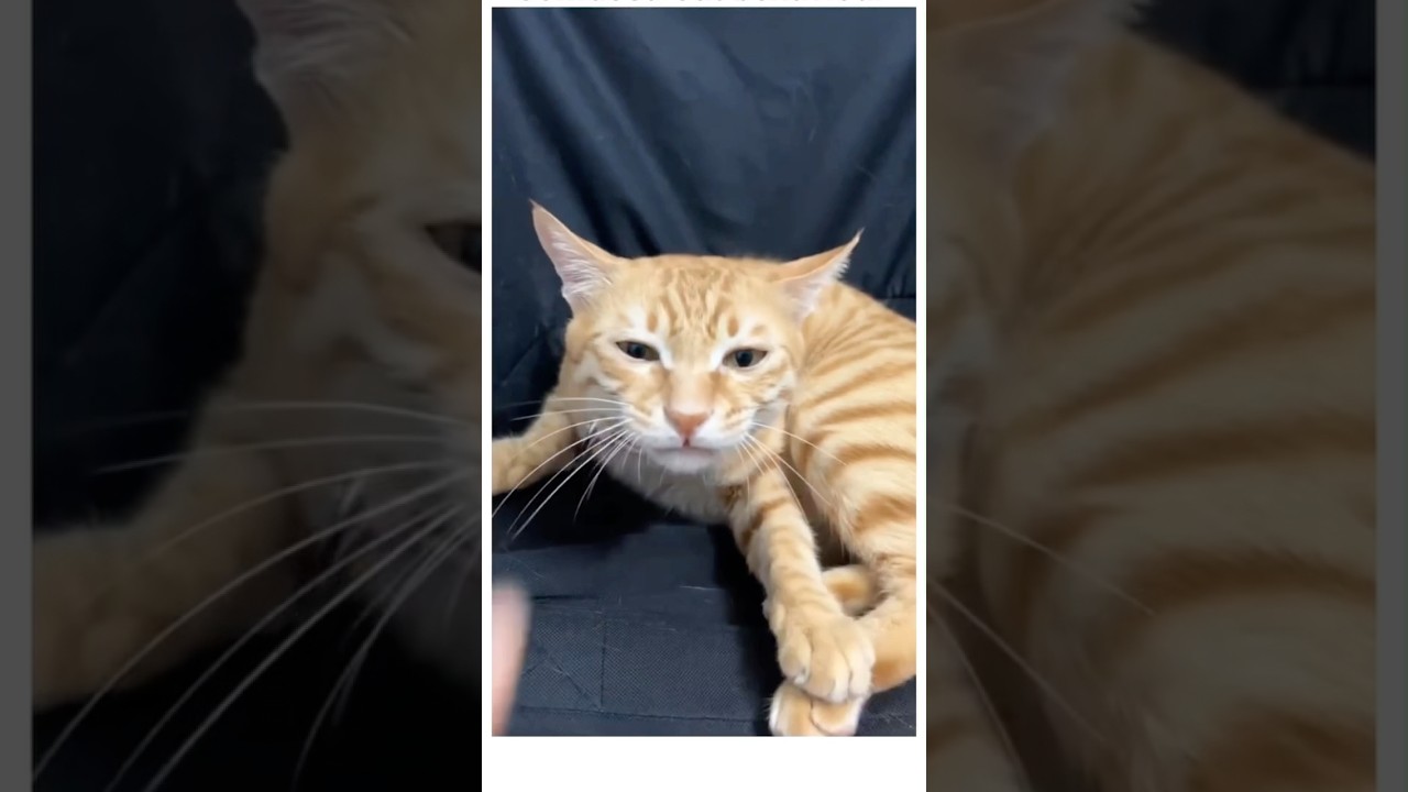 Confused Cats Caught on Camera | Dramatic Reactions You Can&rsquo;t Miss