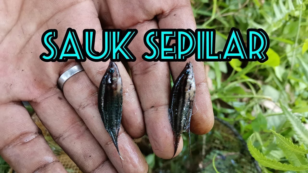Badol Sauk Ikan Sepilar.. #gengdunia