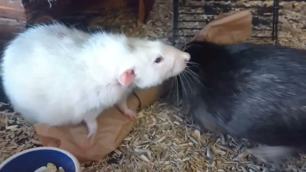 The bois get a roll of snackos for Christmas! ❤️🐀