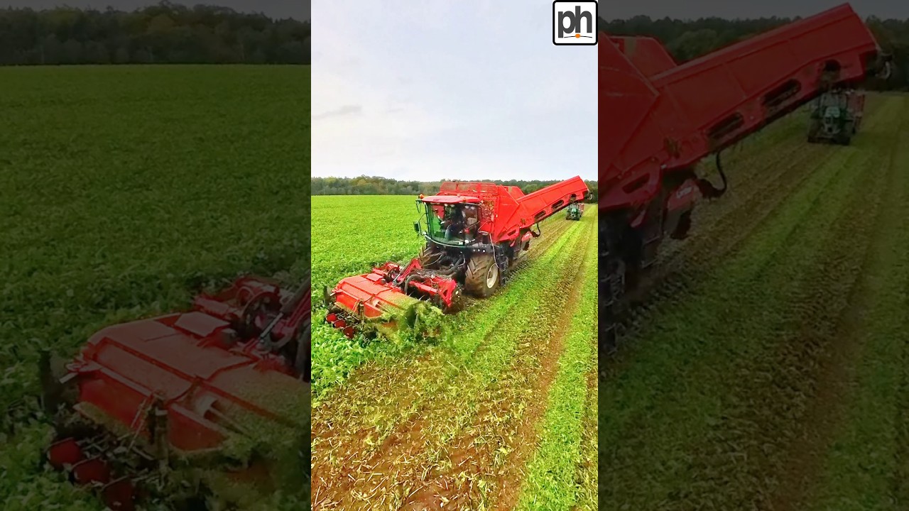 HARVESTING SUGAR BEET #harvester #farminvideo