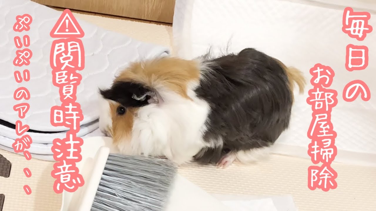 モルモット【お掃除ルーティン】毎日のお手入れはこんな感じ！