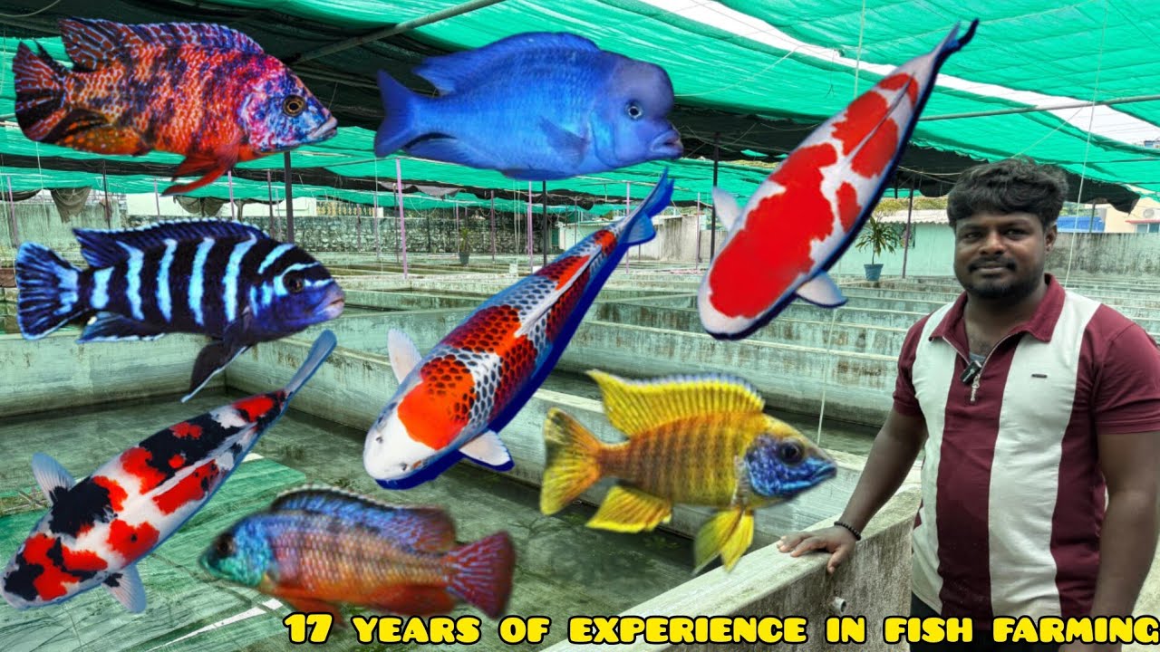 India's Finest: A tour of the country's largest ornamental fish farm 